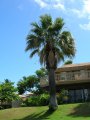 Washingtonia filifera - palmier gant exotique plein soleil 15-20m